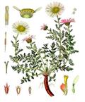Mount Atlas daisy